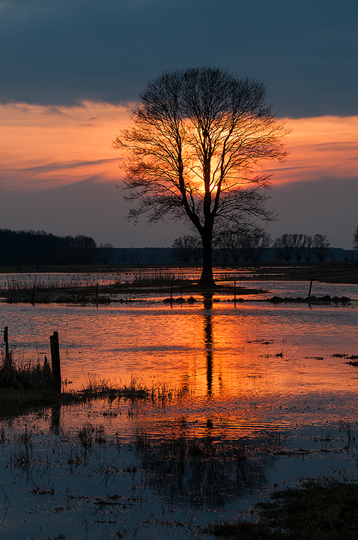 Narew