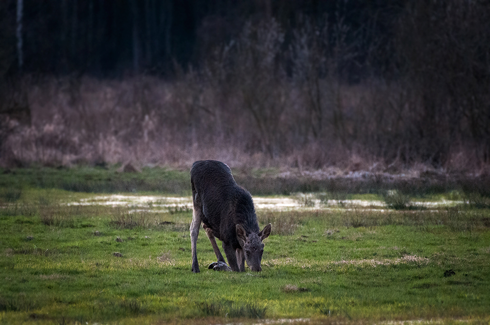 wieczorową porą