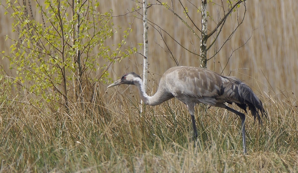 Żuraw (Grus grus)