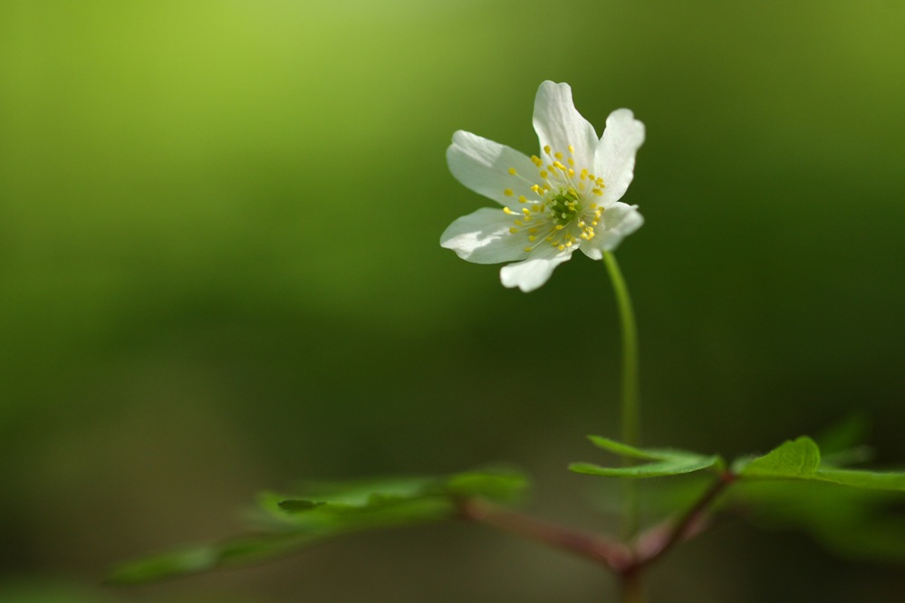 Zawilec gajowy