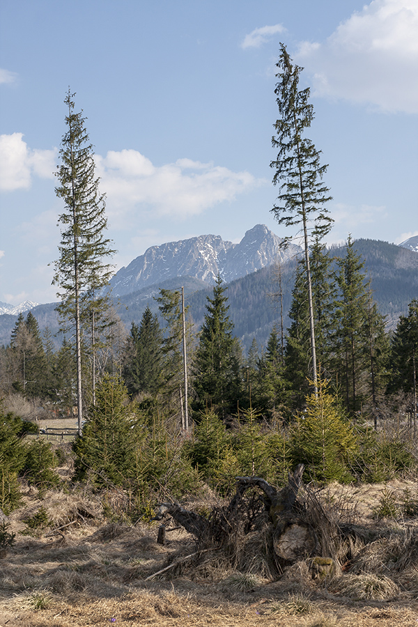 Widok na Giewont