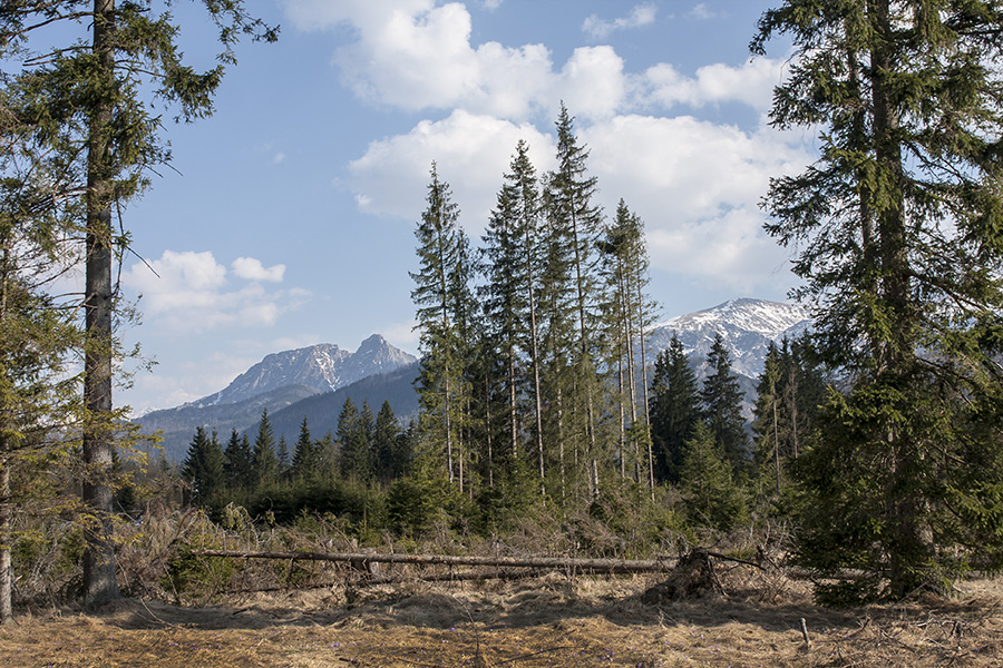 Widok na Giewont 2