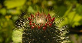 Mammillaria