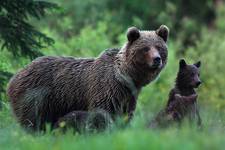 Niedźwiedź brunatny  (Ursus arctos arctos) ) European brown bear