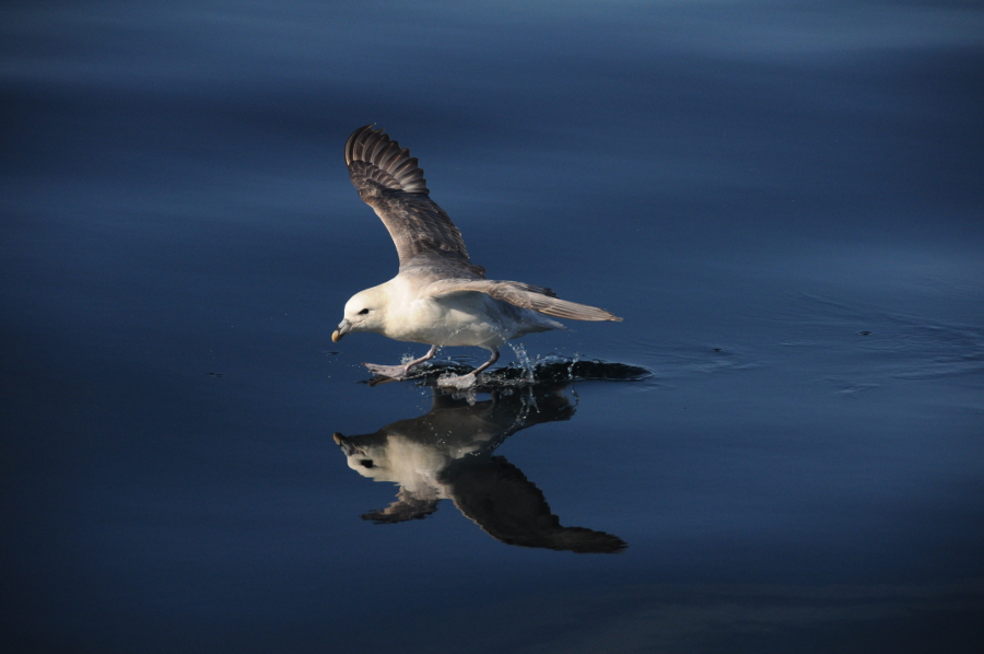 Fulmar