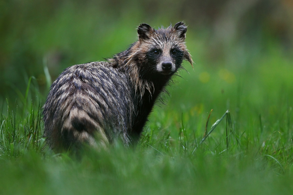 Jenot (Nyctereutes) Raccoon Dog