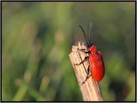 Poskrzypka liliowa (Lilioceris lilii)