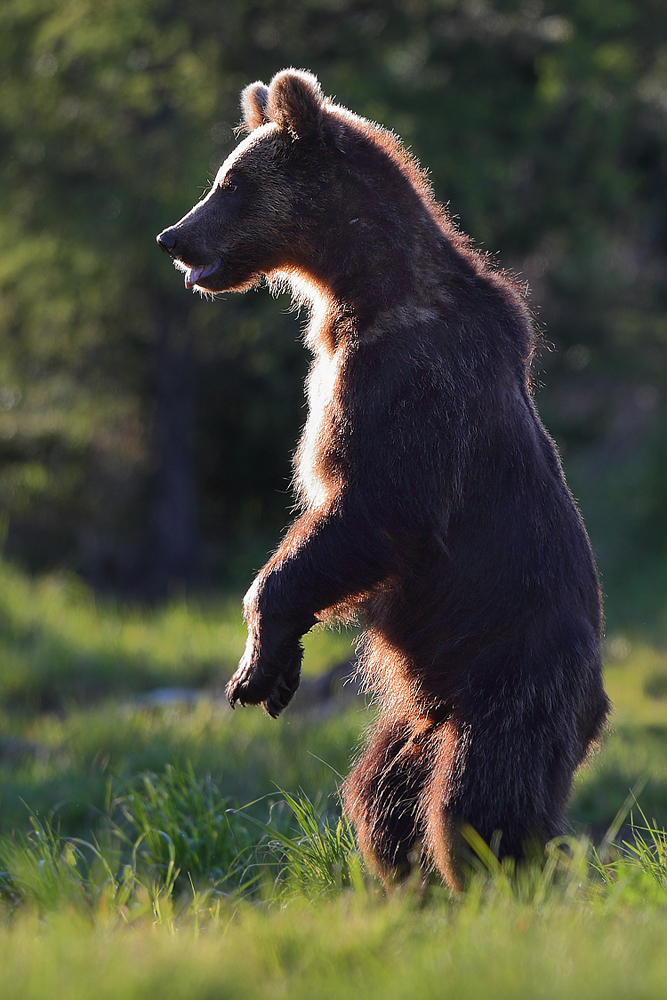 Niedźwiedź brunatny (Ursus arctos arctos)