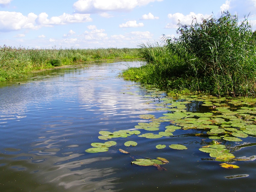 Narew w Waniewie 2