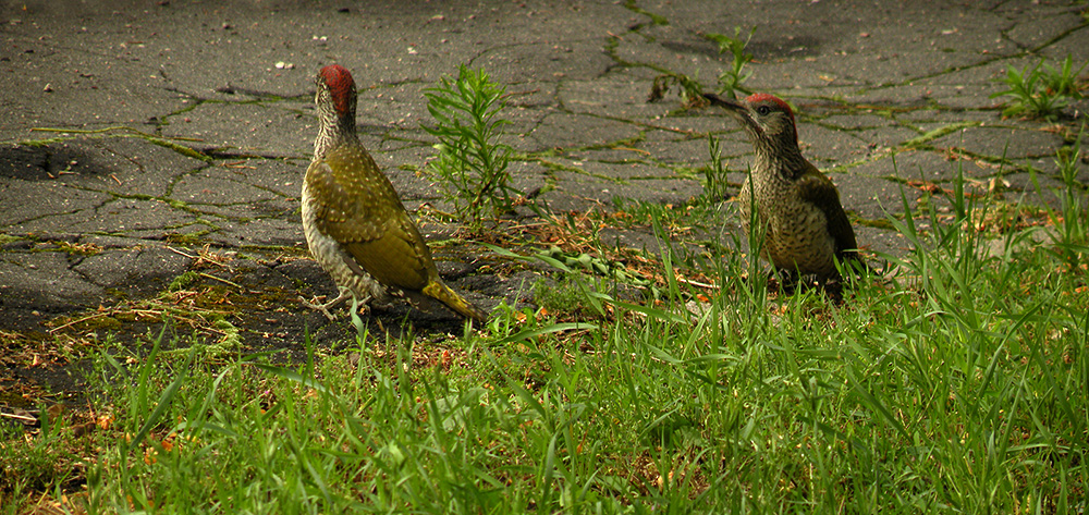 Picus viridis