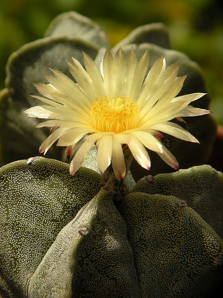 Astrophytum