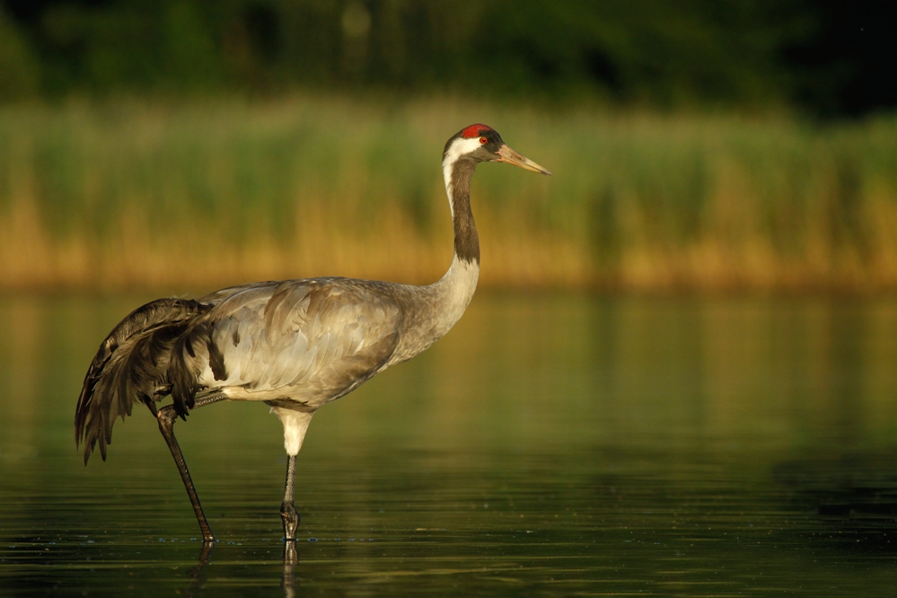 Żuraw (Grus grus)