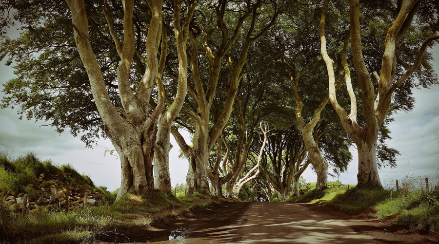 Dark Hedges- Game of Thrones