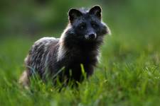 Jenot (Nyctereutes) Raccoon Dog - samiec