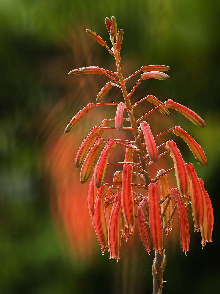 Aloe aristata