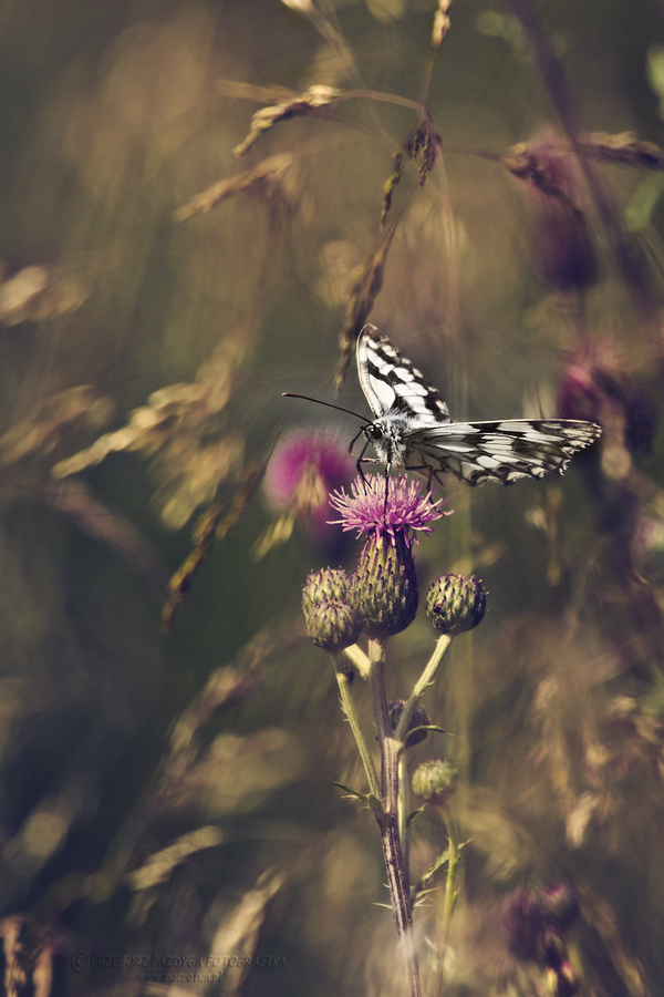 Polowiec szachownica (Melanargia galathea)