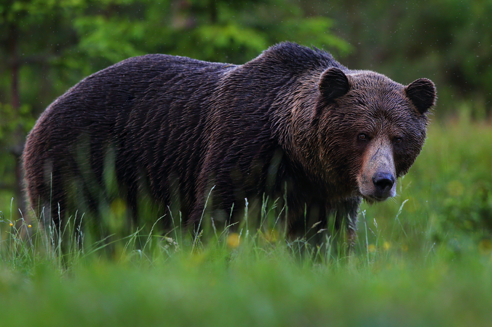 Niedźwiedź brunatny (Ursus arctos arctos) European brown bear