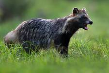 Jenot (Nyctereutes) Raccoon Dog