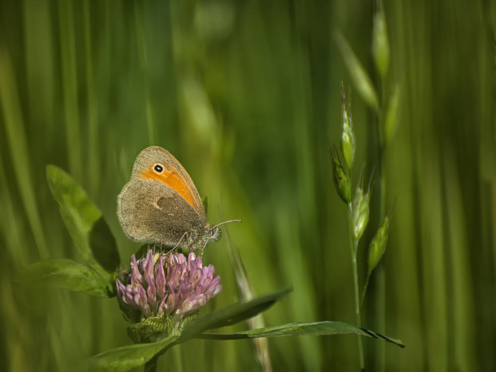 Motyl