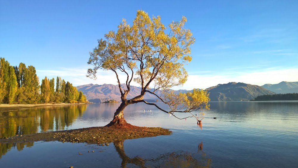 Drzewo z Wanaka