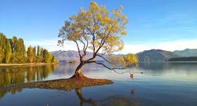 Drzewo z Wanaka