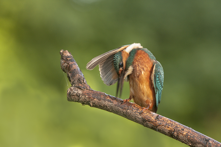 Kingfisher