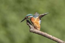 Kingfisher 2