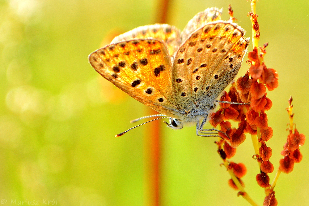 Motyl