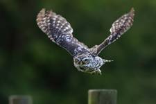 Pójdźka (Athene noctua) Little owl