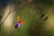 Czerwończyk dukacik (Lycaena virgaureae)