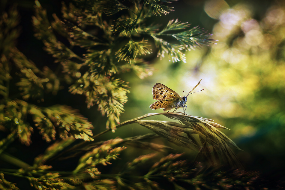 Czerwończyk uroczek (Lycaena tityrus, syn. Heodes tityrus)