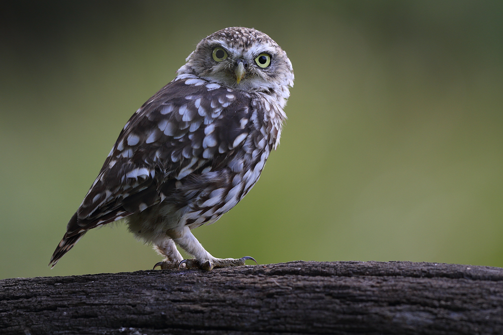 Pójdźka (Athene noctua) Little owl