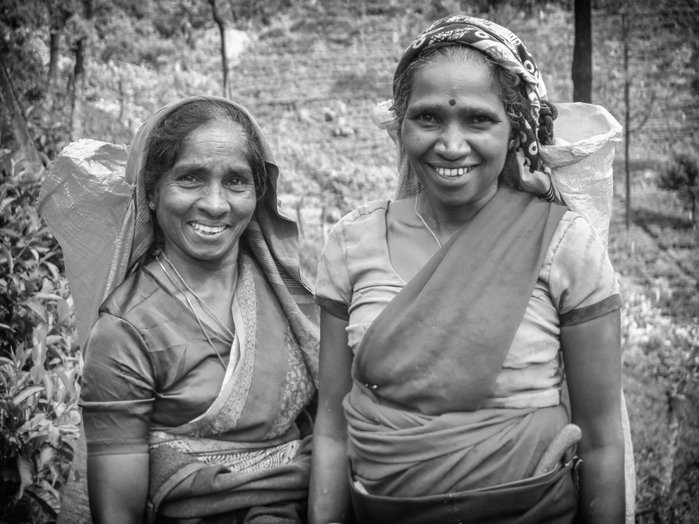 Tea Pickers