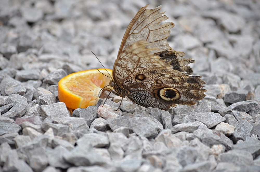 Staruszek motyl