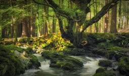 autumn in Tollymore Forest