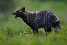 Jenot (Nyctereutes) Raccoon Dog