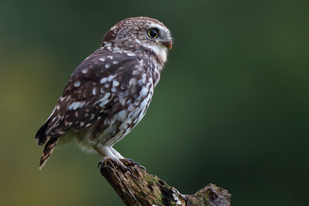 Pójdźka (Athene noctua)  Little owl