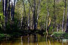 Mazury, rzeka Omulew