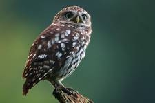 Pójdźka (Athene noctua) Little owl