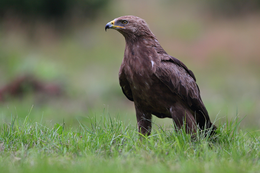 Orlik krzykliwy (Aquila pomarina) Lesser spotted eagle