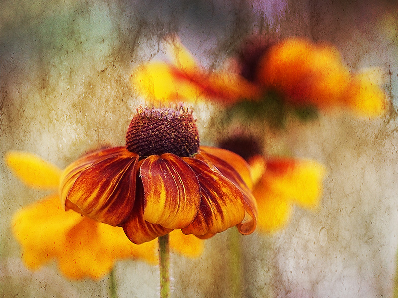 Rudbekia