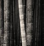 Arashiyama Bamboo Grove, Kyoto, Japan