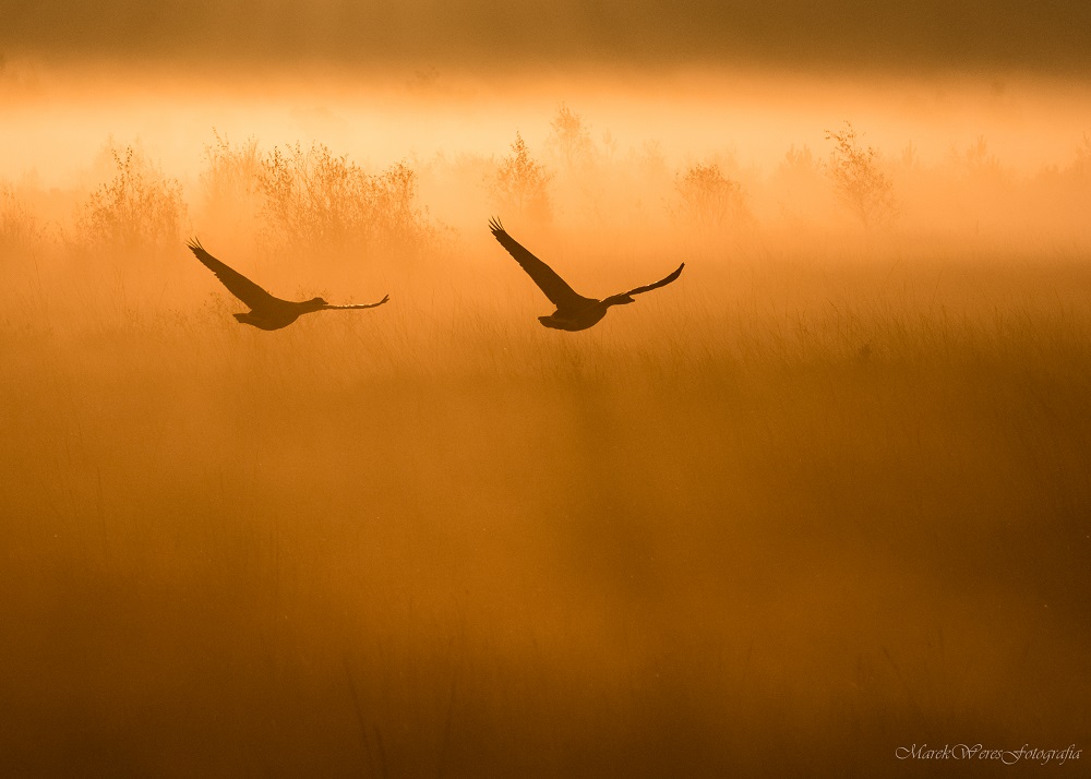 Morning flight...