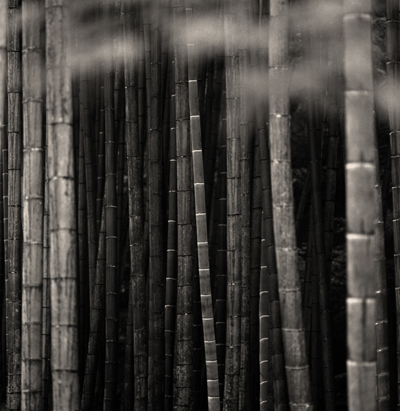 Arashiyama Bamboo Grove, Kyoto, Japan