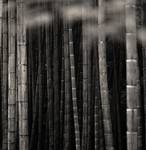 Arashiyama Bamboo Grove, Kyoto, Japan