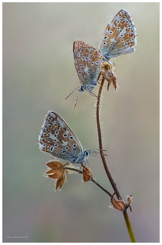 Trio