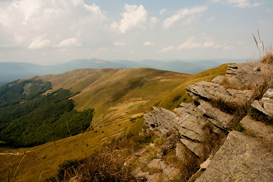 Tarnica