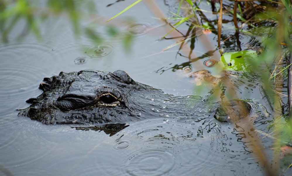 American crocodile