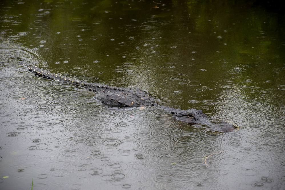 The American crocodile