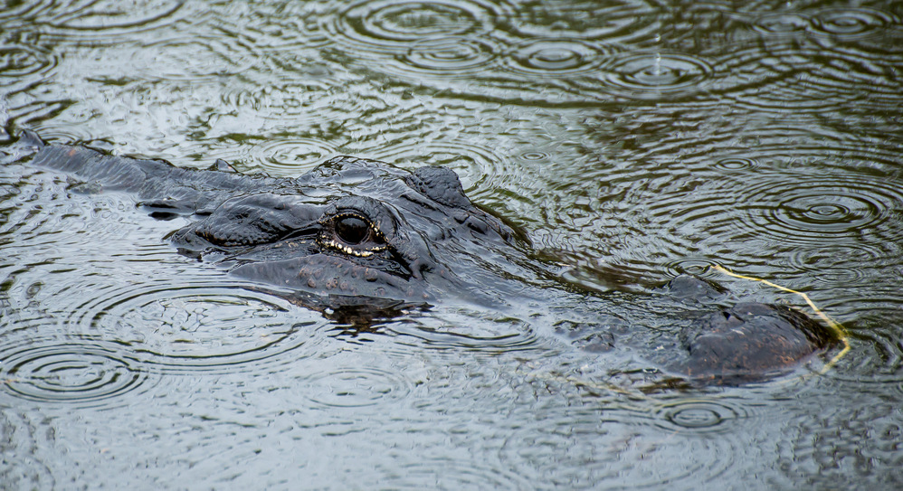 The American crocodile (Crocodylus acutus)